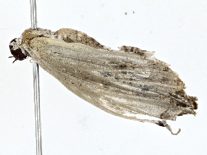  ( - BIOUG76564-E04)  @11 [ ] CreativeCommons - Attribution (2022) CBG Photography Group Centre for Biodiversity Genomics