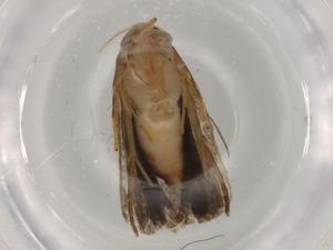  ( - BIOUG76595-G08)  @11 [ ] CreativeCommons - Attribution (2022) Centre for Biodiversity Genomics Centre for Biodiversity Genomics