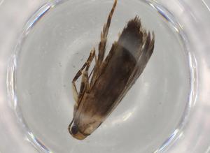  (gelMalaise01 Malaise9877 - BIOUG76650-E08)  @11 [ ] CreativeCommons - Attribution (2022) Centre for Biodiversity Genomics Centre for Biodiversity Genomics