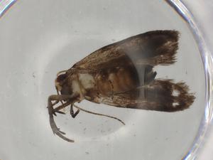  ( - BIOUG76650-E11)  @11 [ ] CreativeCommons - Attribution (2022) Centre for Biodiversity Genomics Centre for Biodiversity Genomics