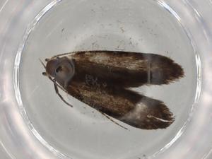  ( - BIOUG76650-F07)  @11 [ ] CreativeCommons - Attribution (2022) Centre for Biodiversity Genomics Centre for Biodiversity Genomics