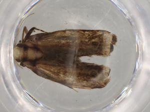  ( - BIOUG76650-F08)  @11 [ ] CreativeCommons - Attribution (2022) Centre for Biodiversity Genomics Centre for Biodiversity Genomics