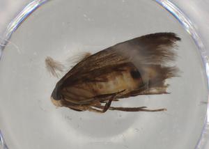  (gelMalaise01 Malaise4731 - BIOUG76650-G05)  @11 [ ] CreativeCommons - Attribution (2022) Centre for Biodiversity Genomics Centre for Biodiversity Genomics