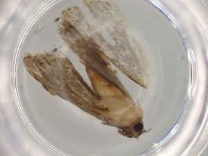  ( - BIOUG76650-H04)  @11 [ ] CreativeCommons - Attribution (2022) Centre for Biodiversity Genomics Centre for Biodiversity Genomics