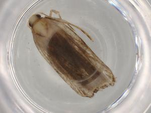  (gelJanzen01 Janzen1540 - BIOUG76650-H05)  @11 [ ] CreativeCommons - Attribution (2022) Centre for Biodiversity Genomics Centre for Biodiversity Genomics