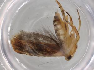  ( - BIOUG76651-A10)  @11 [ ] CreativeCommons - Attribution (2022) Centre for Biodiversity Genomics Centre for Biodiversity Genomics