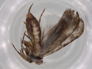  (gelMalaise01 Malaise9929 - BIOUG76651-C05)  @11 [ ] CreativeCommons - Attribution (2022) Centre for Biodiversity Genomics Centre for Biodiversity Genomics