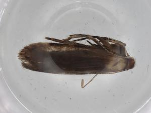  ( - BIOUG76651-D12)  @11 [ ] CreativeCommons - Attribution (2022) Centre for Biodiversity Genomics Centre for Biodiversity Genomics