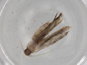  ( - BIOUG76922-H11)  @11 [ ] CreativeCommons - Attribution (2022) Centre for Biodiversity Genomics Centre for Biodiversity Genomics