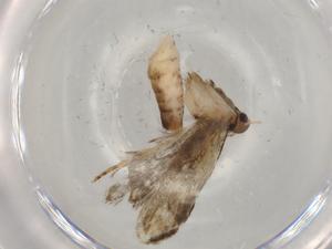  ( - BIOUG76923-D11)  @11 [ ] CreativeCommons - Attribution (2022) Centre for Biodiversity Genomics Centre for Biodiversity Genomics