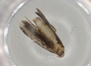  ( - BIOUG76923-E02)  @11 [ ] CreativeCommons - Attribution (2022) Centre for Biodiversity Genomics Centre for Biodiversity Genomics