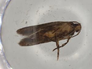  (elachBioLep01 BioLep9232 - BIOUG76923-E03)  @11 [ ] CreativeCommons - Attribution (2022) Centre for Biodiversity Genomics Centre for Biodiversity Genomics