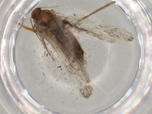  ( - BIOUG76923-F05)  @11 [ ] CreativeCommons - Attribution (2022) Centre for Biodiversity Genomics Centre for Biodiversity Genomics