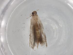  ( - BIOUG76926-H11)  @11 [ ] CreativeCommons - Attribution (2022) Centre for Biodiversity Genomics Centre for Biodiversity Genomics