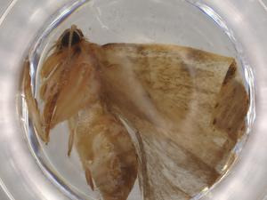  ( - BIOUG79332-G02)  @11 [ ] CreativeCommons - Attribution (2022) Centre for Biodiversity Genomics Centre for Biodiversity Genomics