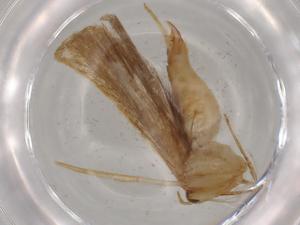  ( - BIOUG79333-B09)  @11 [ ] CreativeCommons - Attribution (2022) Centre for Biodiversity Genomics Centre for Biodiversity Genomics