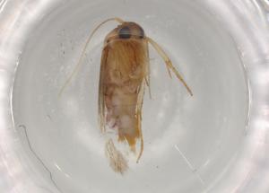  (Blastobasis Malaise2158 - BIOUG79341-C12)  @11 [ ] CreativeCommons - Attribution (2022) Centre for Biodiversity Genomics Centre for Biodiversity Genomics