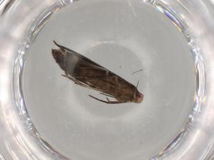  ( - BIOUG79341-D03)  @11 [ ] CreativeCommons - Attribution (2022) Centre for Biodiversity Genomics Centre for Biodiversity Genomics