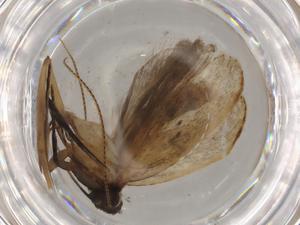  ( - BIOUG79341-E04)  @11 [ ] CreativeCommons - Attribution (2022) Centre for Biodiversity Genomics Centre for Biodiversity Genomics