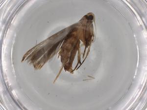  ( - BIOUG79348-E11)  @11 [ ] CreativeCommons - Attribution (2022) Centre for Biodiversity Genomics Centre for Biodiversity Genomics