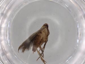  ( - BIOUG79348-F11)  @11 [ ] CreativeCommons - Attribution (2022) Centre for Biodiversity Genomics Centre for Biodiversity Genomics