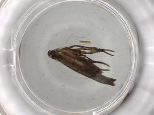  ( - BIOUG79349-A04)  @11 [ ] CreativeCommons - Attribution (2022) Centre for Biodiversity Genomics Centre for Biodiversity Genomics