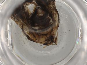  ( - BIOUG79359-G03)  @11 [ ] CreativeCommons - Attribution (2022) Centre for Biodiversity Genomics Centre for Biodiversity Genomics