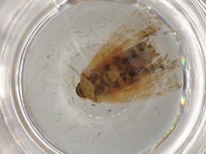  ( - BIOUG79359-H03)  @11 [ ] CreativeCommons - Attribution (2022) Centre for Biodiversity Genomics Centre for Biodiversity Genomics