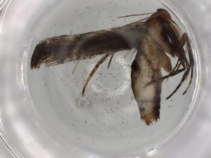  ( - BIOUG79360-A06)  @11 [ ] CreativeCommons - Attribution (2022) Centre for Biodiversity Genomics Centre for Biodiversity Genomics