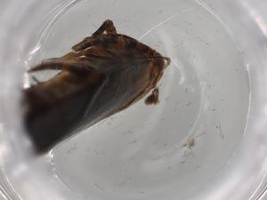  ( - BIOUG79360-B01)  @11 [ ] CreativeCommons - Attribution (2022) Centre for Biodiversity Genomics Centre for Biodiversity Genomics