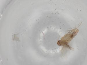  ( - BIOUG79360-B02)  @11 [ ] CreativeCommons - Attribution (2022) Centre for Biodiversity Genomics Centre for Biodiversity Genomics