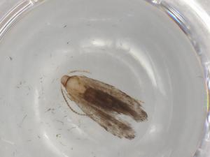  (gelMalaise01 Malaise7759 - BIOUG79371-H07)  @11 [ ] CreativeCommons - Attribution (2022) Centre for Biodiversity Genomics Centre for Biodiversity Genomics