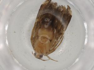  ( - BIOUG79372-B05)  @11 [ ] CreativeCommons - Attribution (2022) Centre for Biodiversity Genomics Centre for Biodiversity Genomics