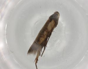  ( - BIOUG79372-C07)  @11 [ ] CreativeCommons - Attribution (2022) Centre for Biodiversity Genomics Centre for Biodiversity Genomics