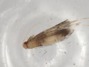  (gelMalaise01 Malaise5809 - BIOUG79385-A02)  @11 [ ] CreativeCommons - Attribution (2022) Centre for Biodiversity Genomics Centre for Biodiversity Genomics