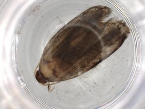  ( - BIOUG79385-A12)  @11 [ ] CreativeCommons - Attribution (2022) Centre for Biodiversity Genomics Centre for Biodiversity Genomics