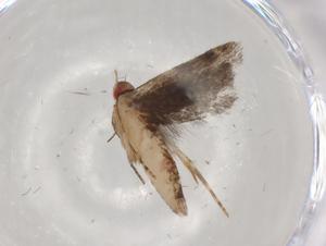  ( - BIOUG79385-B06)  @11 [ ] CreativeCommons - Attribution (2022) Centre for Biodiversity Genomics Centre for Biodiversity Genomics