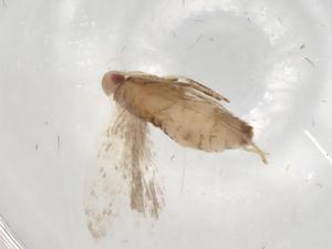  ( - BIOUG79385-C12)  @11 [ ] CreativeCommons - Attribution (2022) Centre for Biodiversity Genomics Centre for Biodiversity Genomics