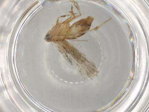  (gelMalaise01 Malaise1696 - BIOUG79396-H03)  @11 [ ] CreativeCommons - Attribution (2022) Centre for Biodiversity Genomics Centre for Biodiversity Genomics