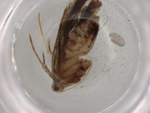  ( - BIOUG79397-A01)  @11 [ ] CreativeCommons - Attribution (2022) Centre for Biodiversity Genomics Centre for Biodiversity Genomics