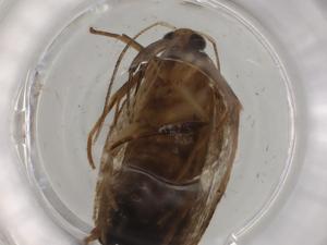  ( - BIOUG79485-A06)  @11 [ ] CreativeCommons - Attribution (2022) Centre for Biodiversity Genomics Centre for Biodiversity Genomics