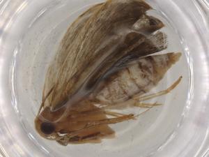  ( - BIOUG79485-D09)  @11 [ ] CreativeCommons - Attribution (2022) Centre for Biodiversity Genomics Centre for Biodiversity Genomics