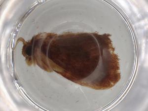  ( - BIOUG79492-A12)  @11 [ ] CreativeCommons - Attribution (2022) Centre for Biodiversity Genomics Centre for Biodiversity Genomics