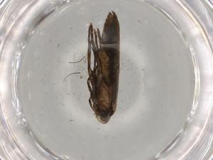  ( - BIOUG79492-E08)  @11 [ ] CreativeCommons - Attribution (2022) Centre for Biodiversity Genomics Centre for Biodiversity Genomics