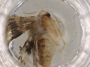  (gelMalaise01 Malaise9221 - BIOUG79492-G06)  @11 [ ] CreativeCommons - Attribution (2022) Centre for Biodiversity Genomics Centre for Biodiversity Genomics