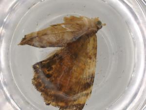  ( - BIOUG79492-H11)  @11 [ ] CreativeCommons - Attribution (2022) Centre for Biodiversity Genomics Centre for Biodiversity Genomics