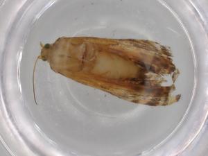  ( - BIOUG79878-A06)  @11 [ ] CreativeCommons - Attribution (2022) Centre for Biodiversity Genomics Centre for Biodiversity Genomics