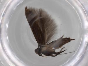  ( - BIOUG79878-A09)  @11 [ ] CreativeCommons - Attribution (2022) Centre for Biodiversity Genomics Centre for Biodiversity Genomics