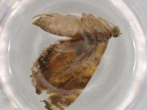  ( - BIOUG80407-D09)  @11 [ ] CreativeCommons - Attribution (2022) Centre for Biodiversity Genomics Centre for Biodiversity Genomics