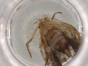  ( - BIOUG80432-F07)  @11 [ ] CreativeCommons - Attribution (2022) Centre for Biodiversity Genomics Centre for Biodiversity Genomics